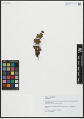 Foto von Salix serpyllifolia Scop.